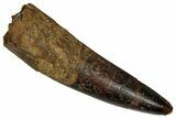 Fossil Spinosaurus Tooth - Real Dinosaur Tooth #355731-1